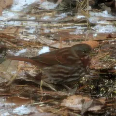 Fox Sparrow thumbnail 4