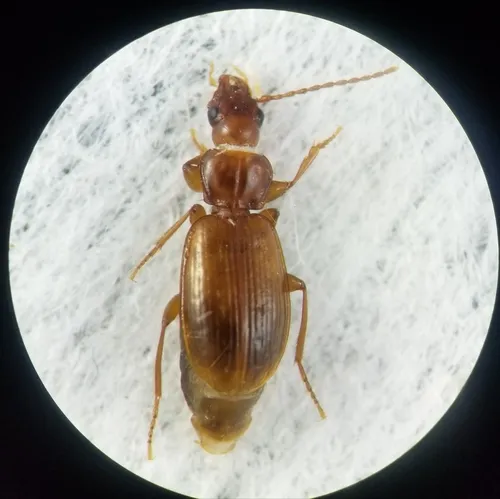 Trechus apicalis