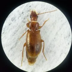 Trechus apicalis thumbnail 1