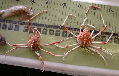 Inflated Spiny Crab