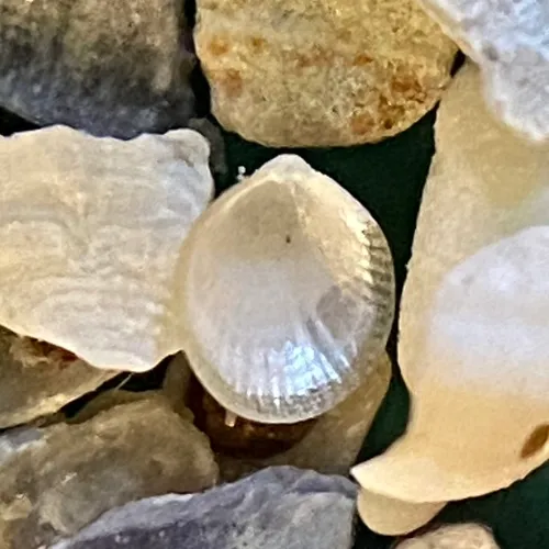 Striated Crenella