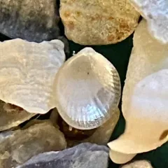Striated Crenella thumbnail 1