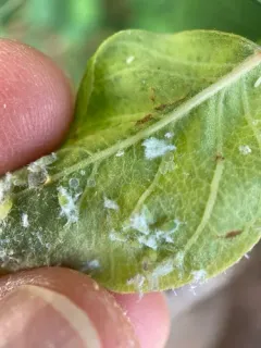Prociphilus caryae thumbnail 3