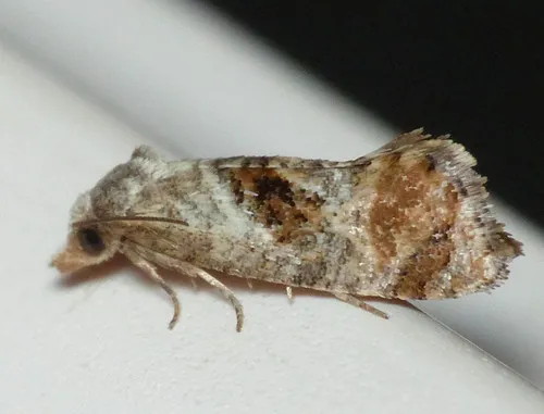 Cochylichroa temerana