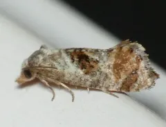 Cochylichroa temerana thumbnail 1