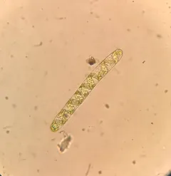 Spirotaenia condensata thumbnail 3