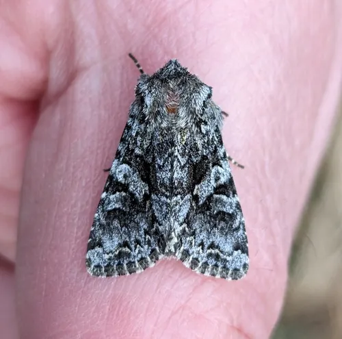 Sutrina Moth