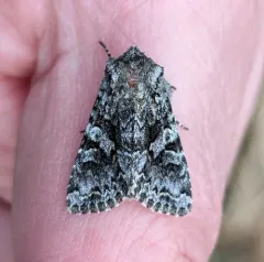 Sutrina Moth thumbnail 1