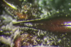 Hydrochara obtusata thumbnail 4