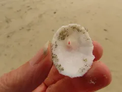 Many-rib Puncturella thumbnail 3