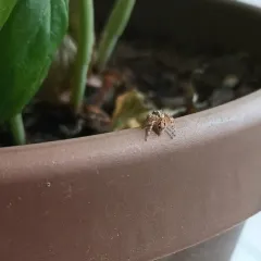 Pantropical Jumping Spider thumbnail 4