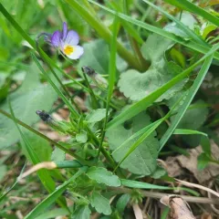European field pansy thumbnail 4