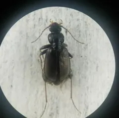 Hairy-horned Springtail-hunter thumbnail 4