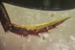 Nartus sinuatus thumbnail 4