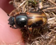 Phaeaphodius rectus thumbnail 2