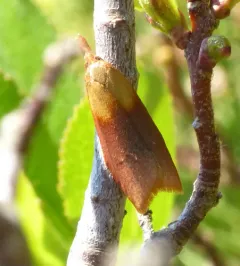 Sparganothis violaceana thumbnail 2