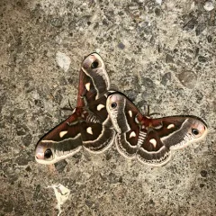 Columbia Silk Moth thumbnail 3