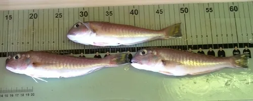 Great Northern Tilefish