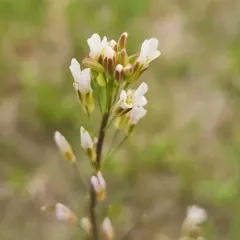 Graham's Rockcress thumbnail 2