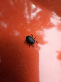 Intricate Leaf Beetle thumbnail 3