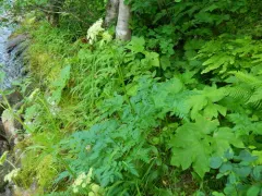 Canby's Wild Lovage thumbnail 2
