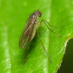 Sympycnus lineatus thumbnail 4