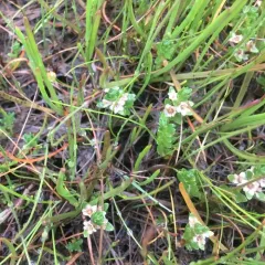 Sea Milkwort thumbnail 3
