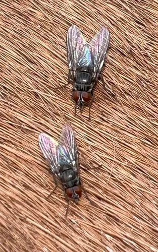 Horn Fly