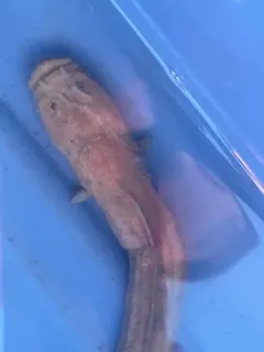 Giant Wrymouth thumbnail 3