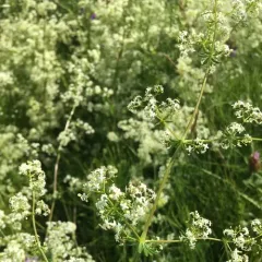 Hedge Bedstraw thumbnail 2