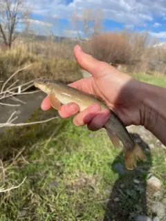 Plains Sucker thumbnail 4