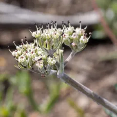 Nevada biscuitroot thumbnail 2
