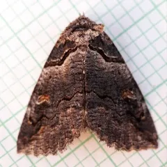 Intent Zale Moth thumbnail 4