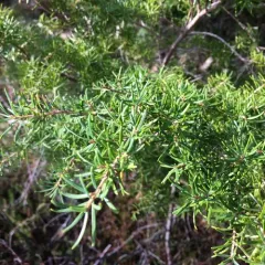 mountain hemlock thumbnail 3
