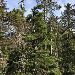 subalpine fir thumbnail 2