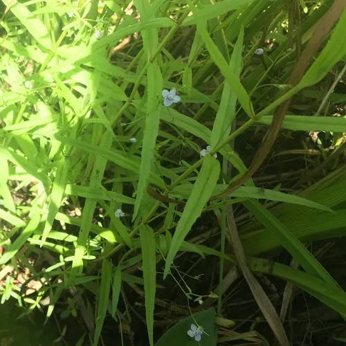 Marsh Speedwell