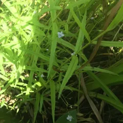 Marsh Speedwell thumbnail 1