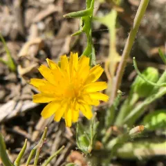 Virginia dwarfdandelion thumbnail 3