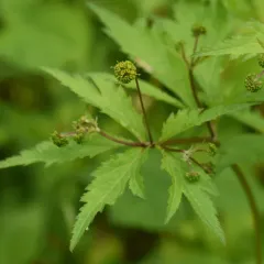 Clustered Sanicle thumbnail 3