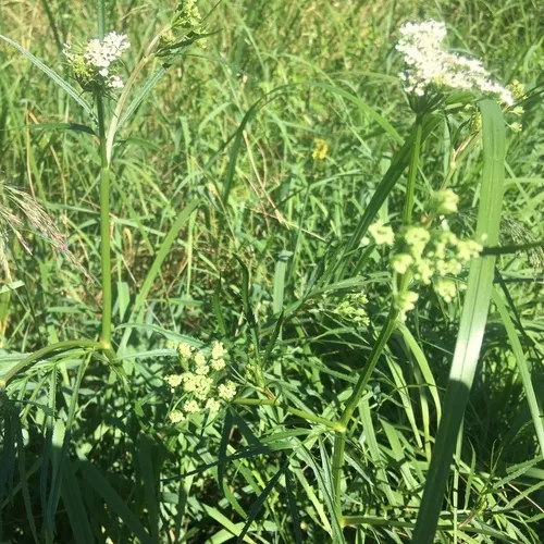 water parsnip