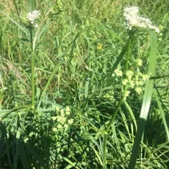 water parsnip thumbnail 1