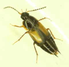 Tachinus subterraneus thumbnail 3