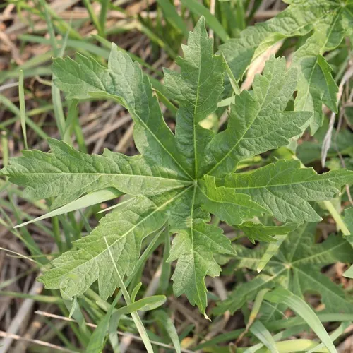 Glade Mallow