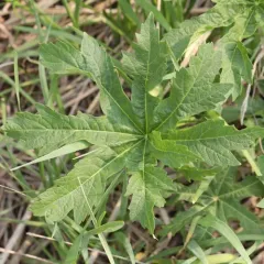 Glade Mallow thumbnail 1