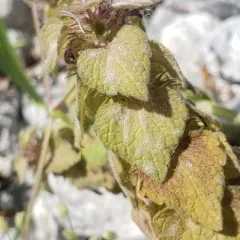 Neoerysiphe galeopsidis thumbnail 3