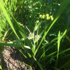 big bur-reed thumbnail 3