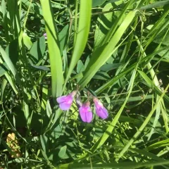 marsh pea thumbnail 1