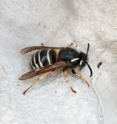 Arctic Yellowjacket thumbnail 2