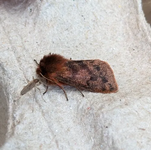 Large Ruby Tiger Moth