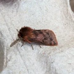 Large Ruby Tiger Moth thumbnail 1